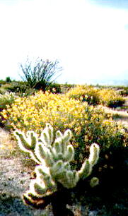 Yaqui Meadows